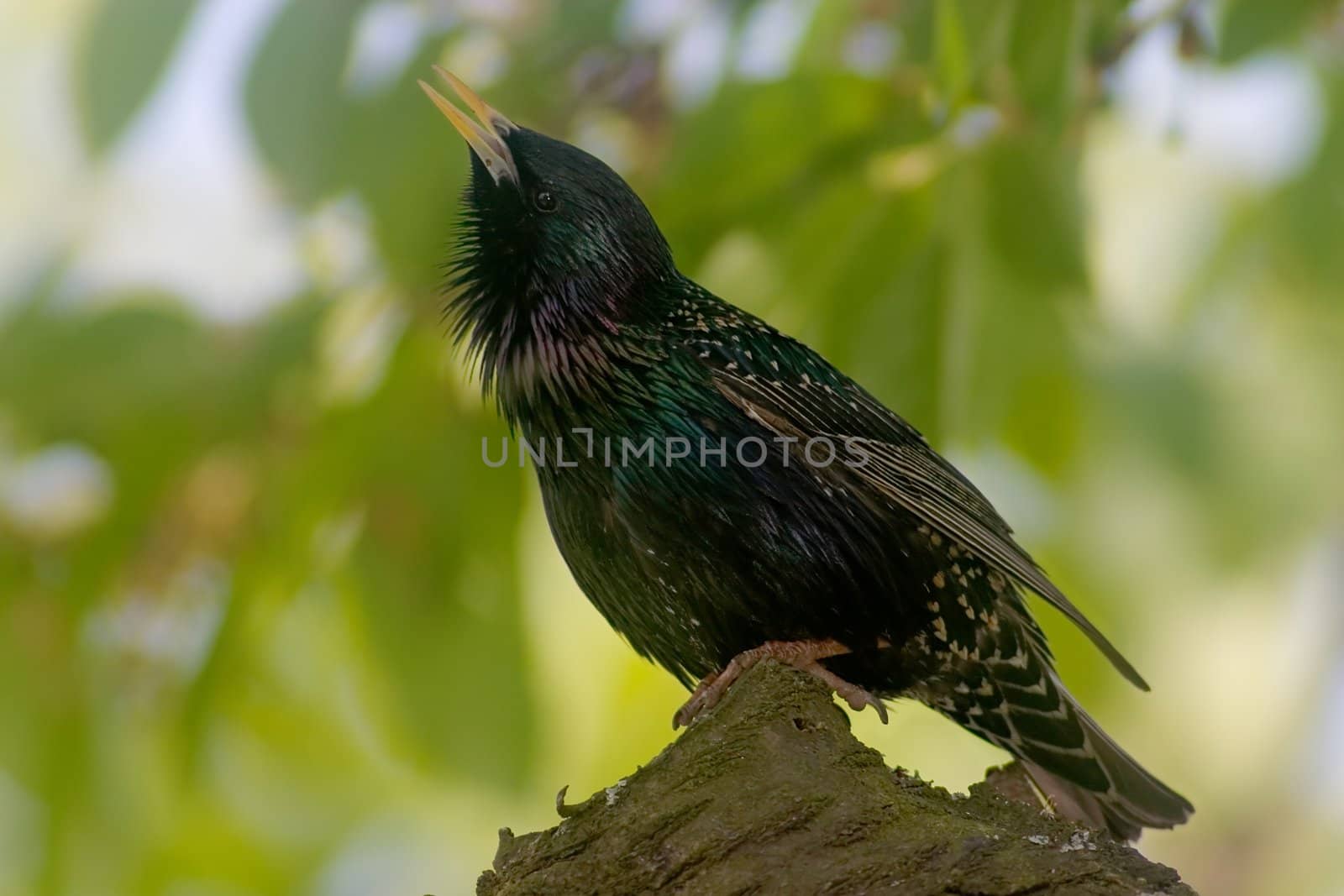 Starling bird singing on the tree