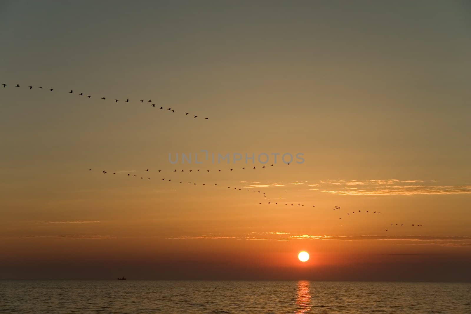 Flock of birds flying above the sea