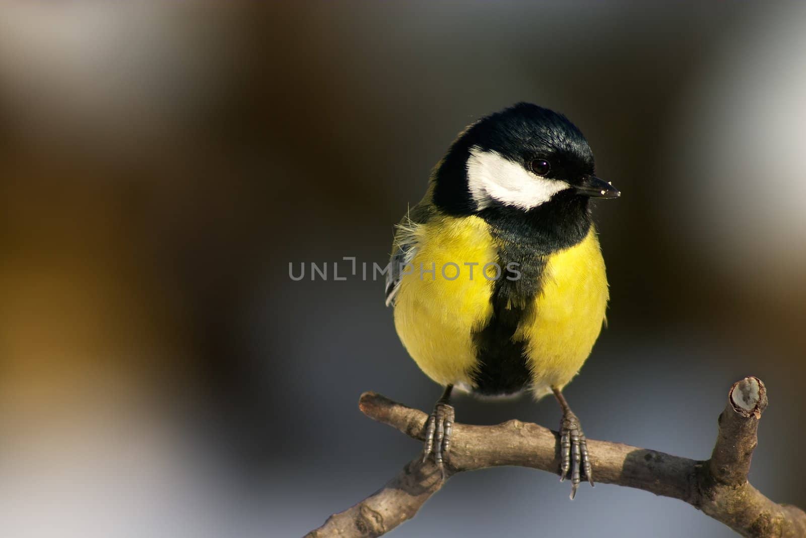 Yellow titmouse bird perching on the twig