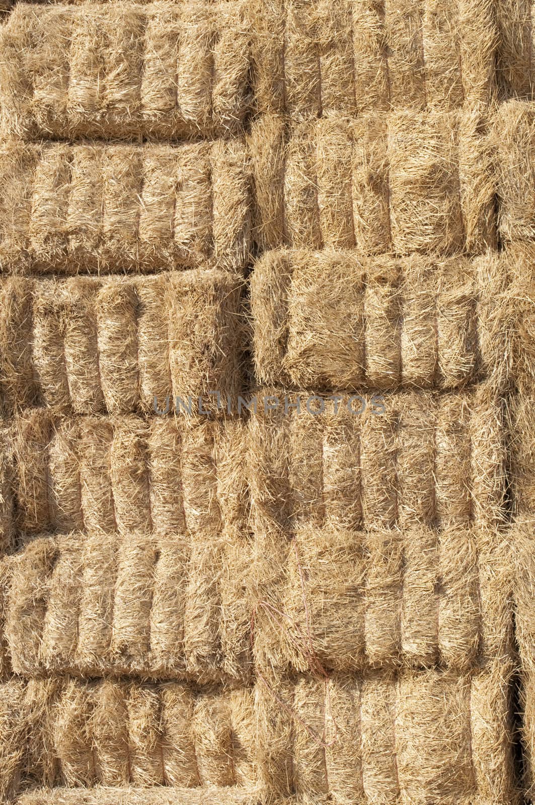 straws of hay, grain crop field by FernandoCortes