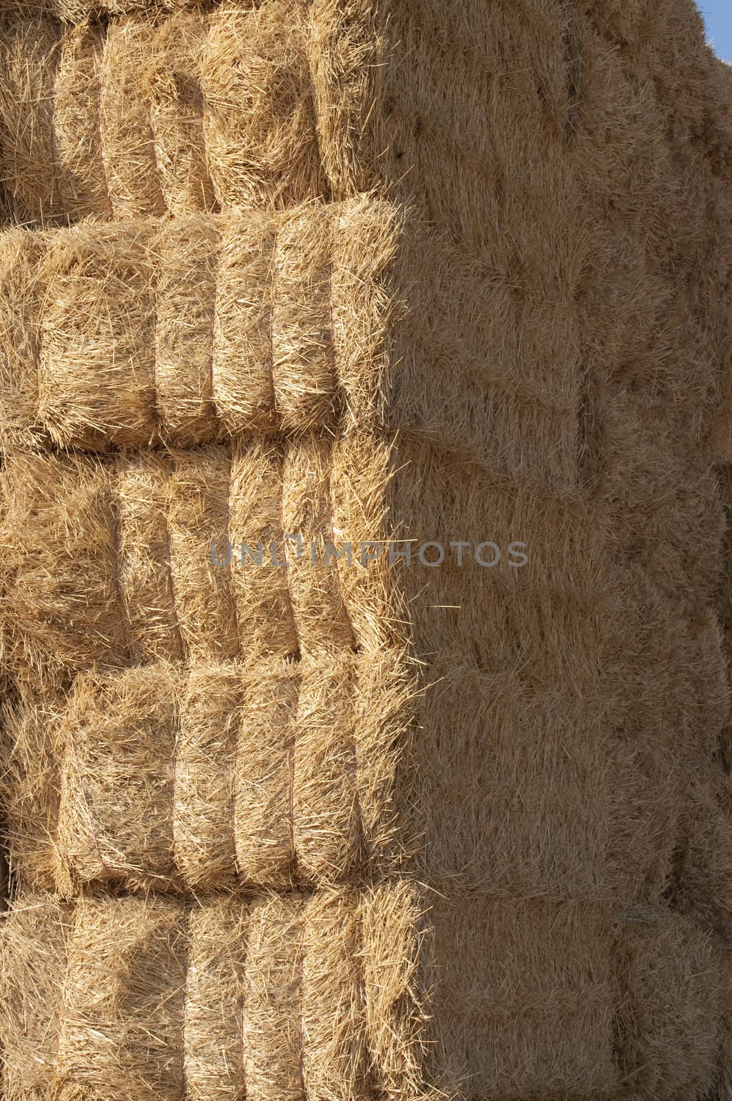 straws of hay, grain crop field by FernandoCortes