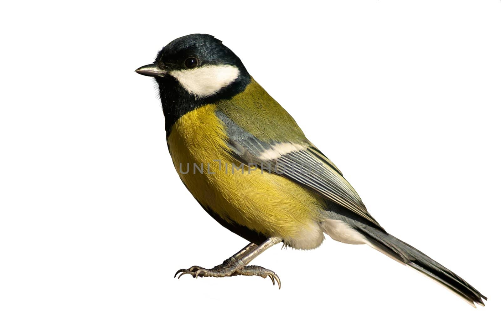 Yellow tomtit bird, isolated on white background