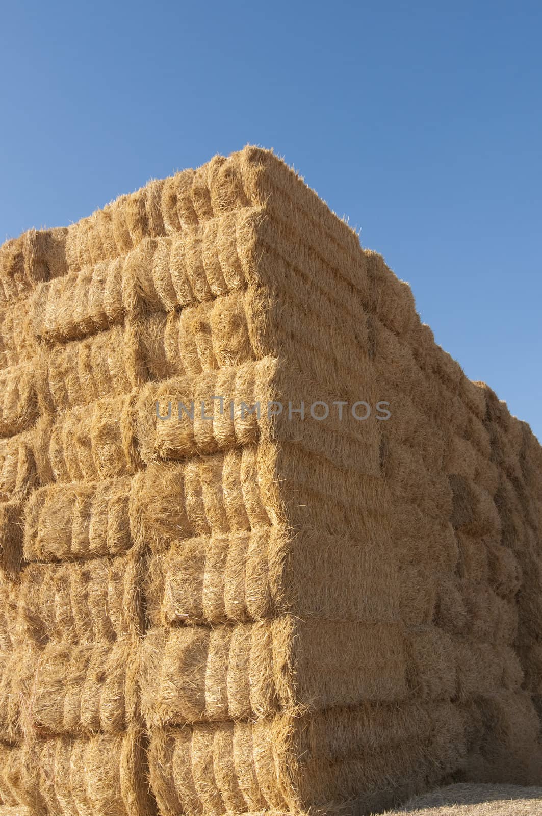 straws of hay, grain crop field by FernandoCortes