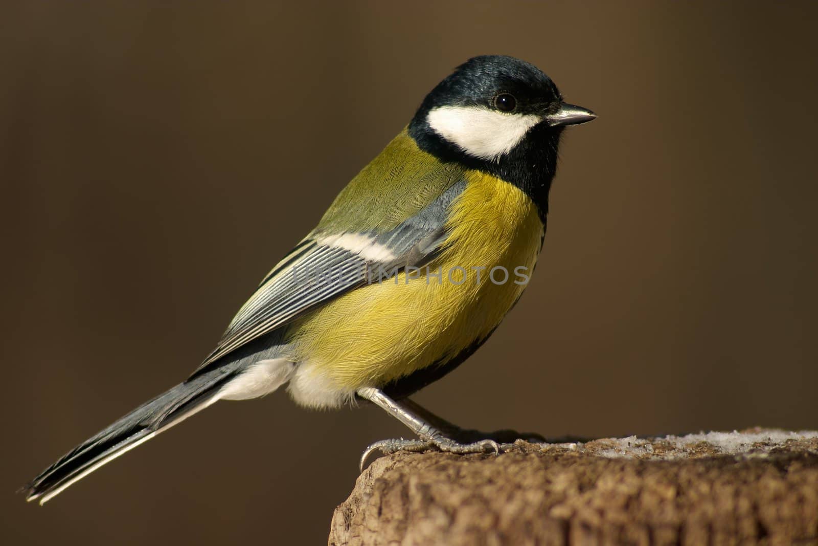 Tomtit bird standing on the stub on the blur background