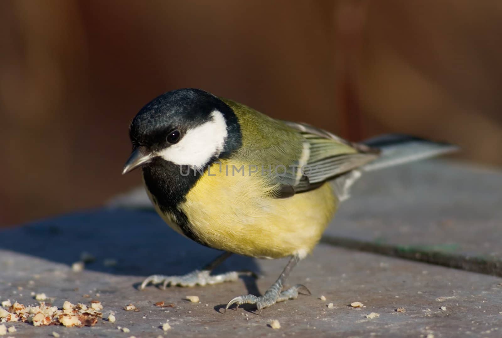 Tit bird standing on the feed box