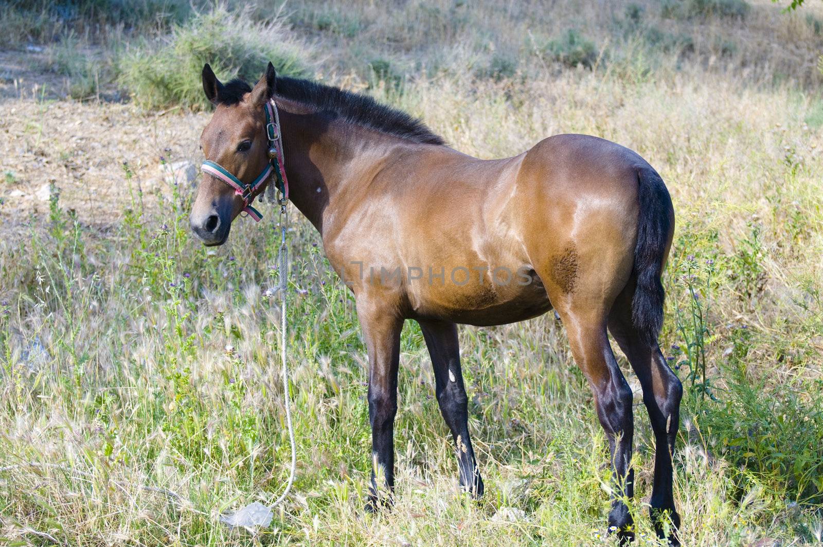 Horse by FernandoCortes