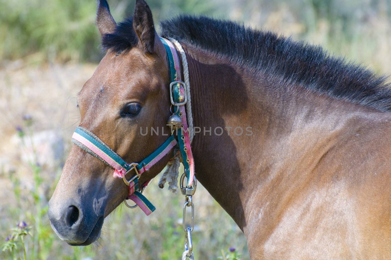 Picture of a horse on the hill.