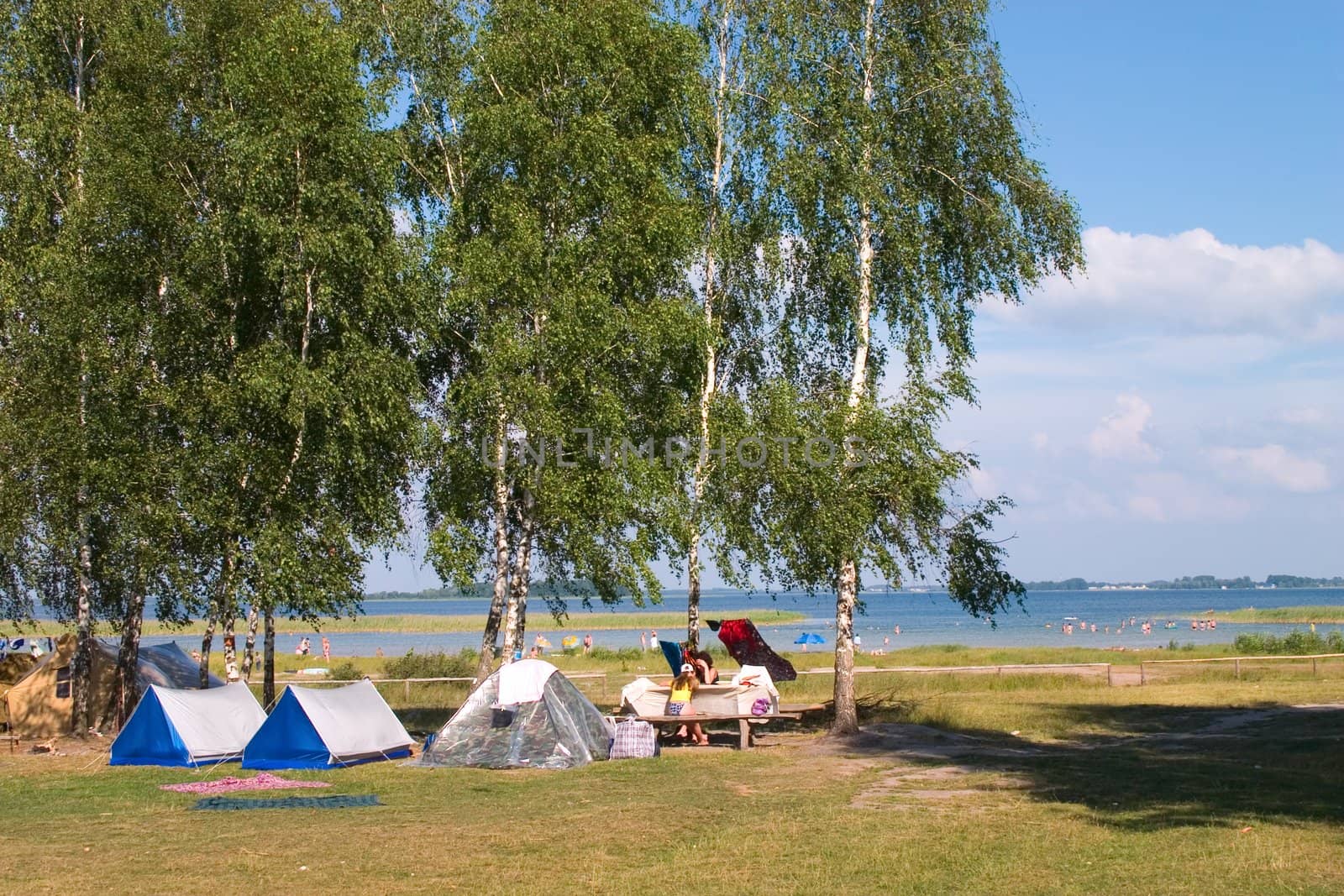 summer camping under trees on the lake coast