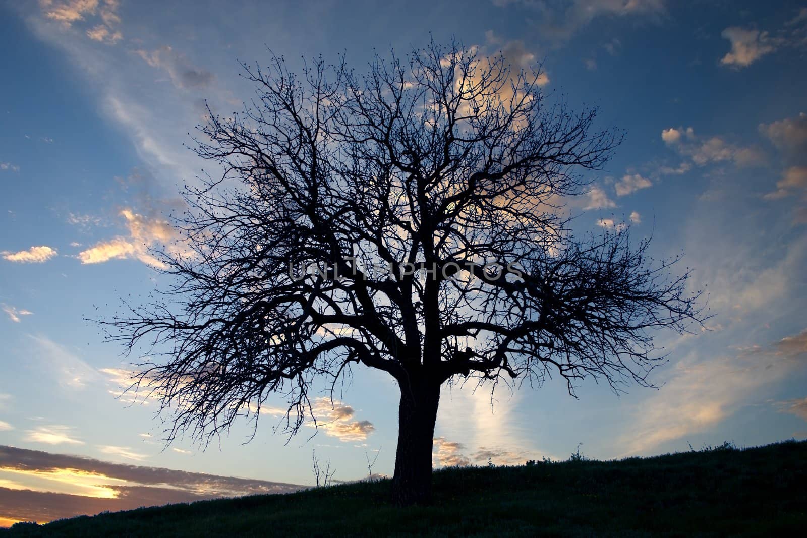 tree silhouette on the background of morning sky