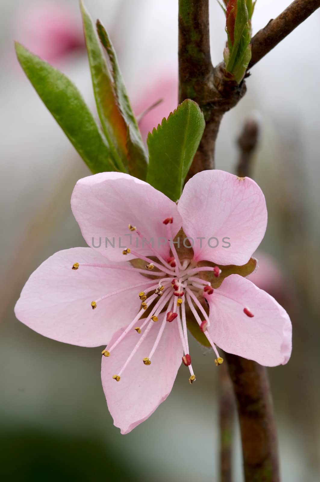 Close-up photo of rosy flower of peach tree