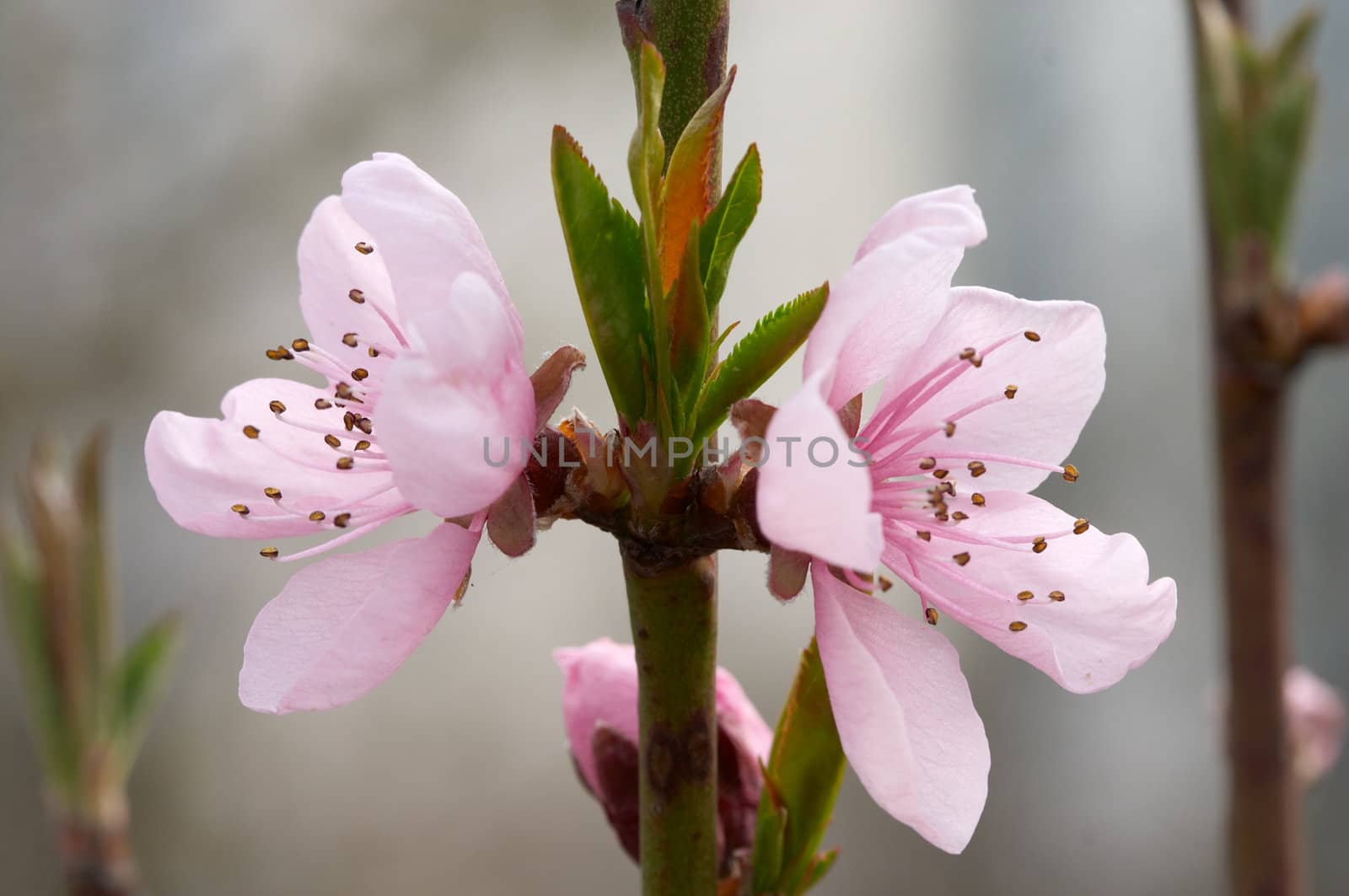 Rose colored flowers and young leaf op peach tree
