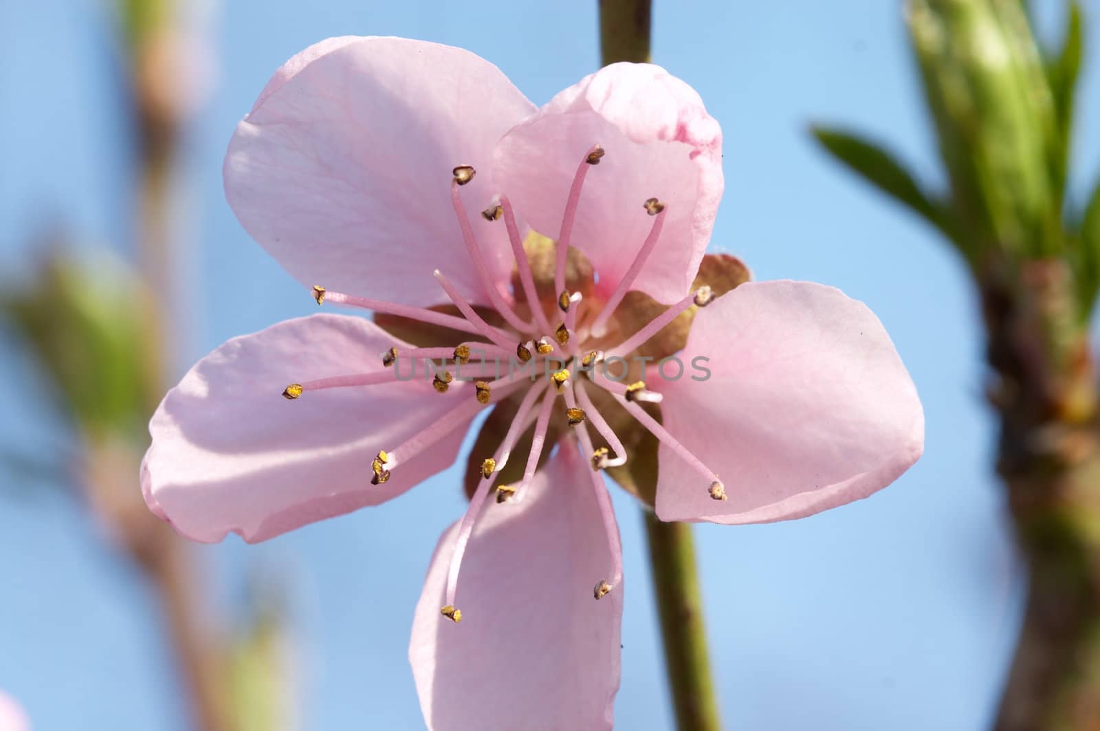 Macro photo of peach tree flower