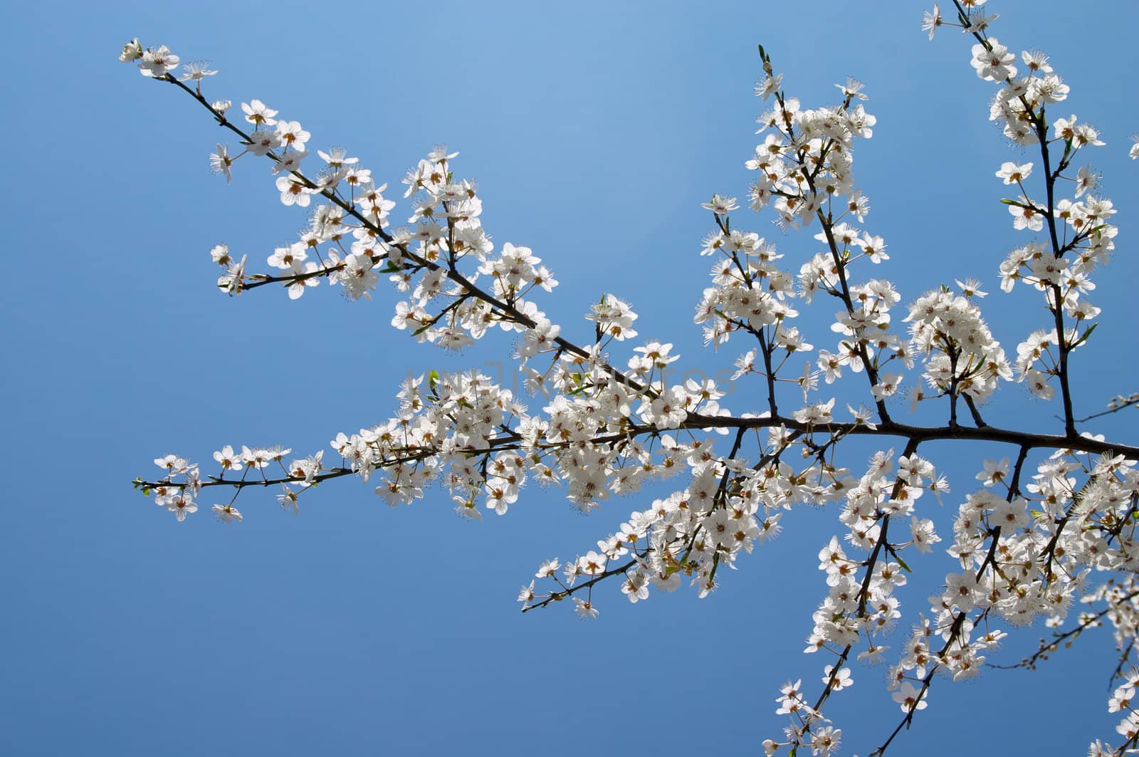 Blooming tree twig on the background of blue sky