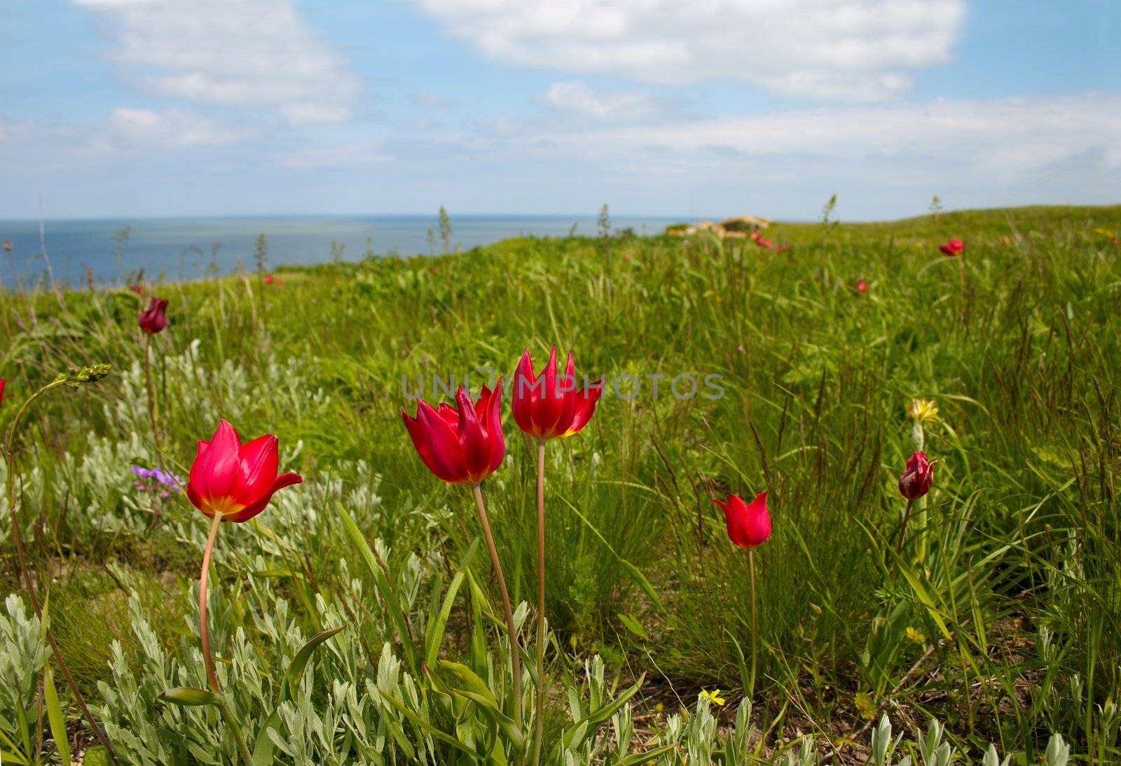 Wild tulips flowering at the meadow on the seaside
