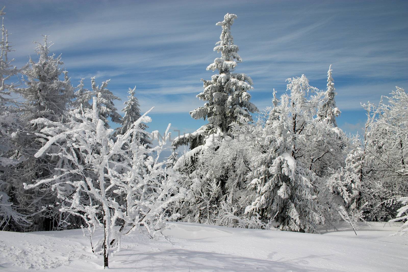Snowy trees, firs, and bushes under snow with light clouds
