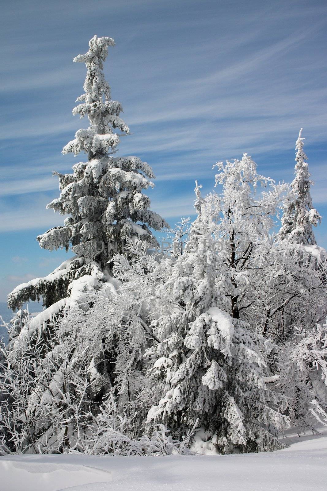Winter trees in snow by Ukrainian
