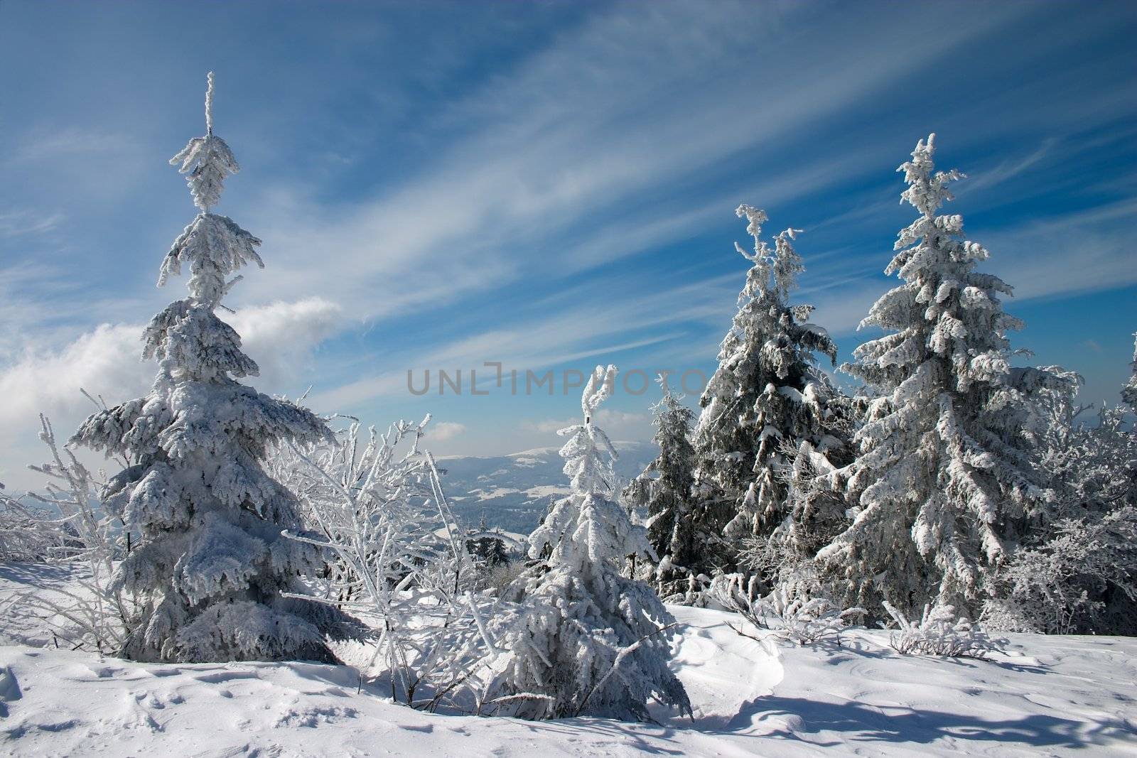 snow covered fir trees in mountains under blue sky with clouds