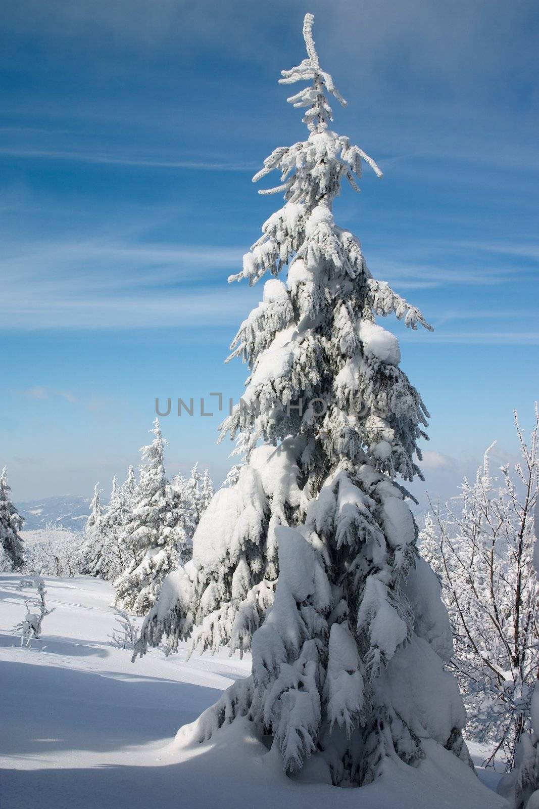 snowy fir tree in winter mountains landscape