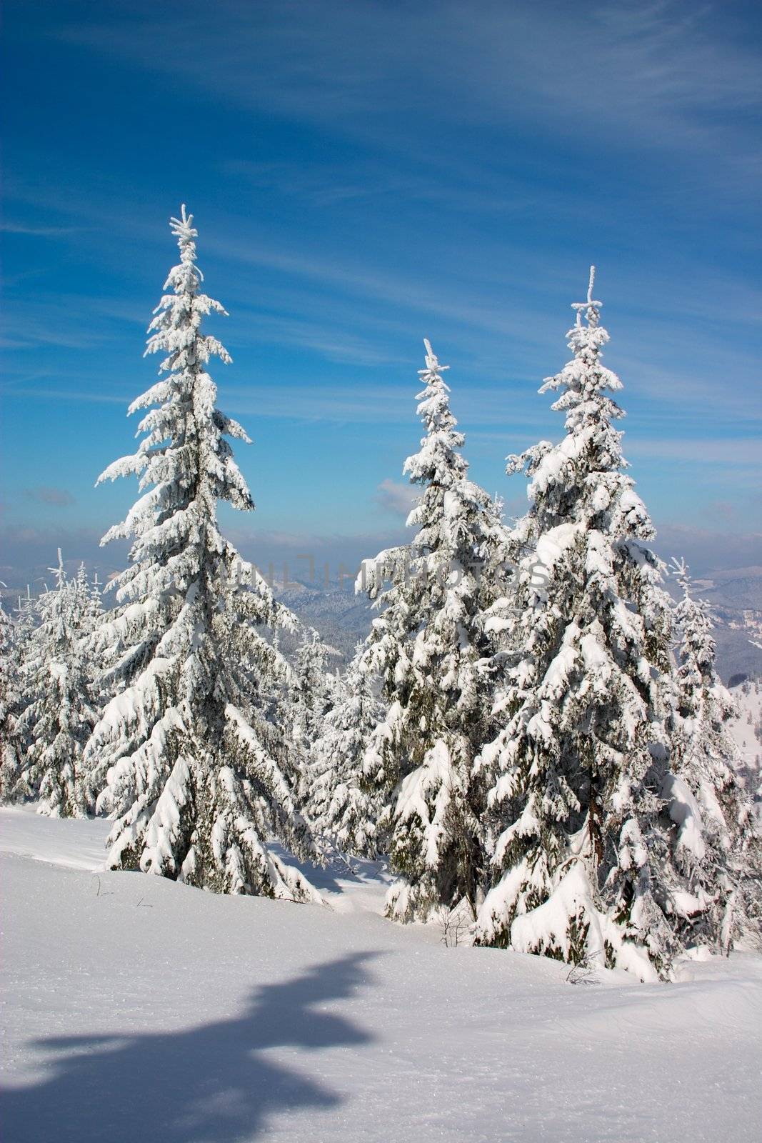 snow covered fir trees under blue sky