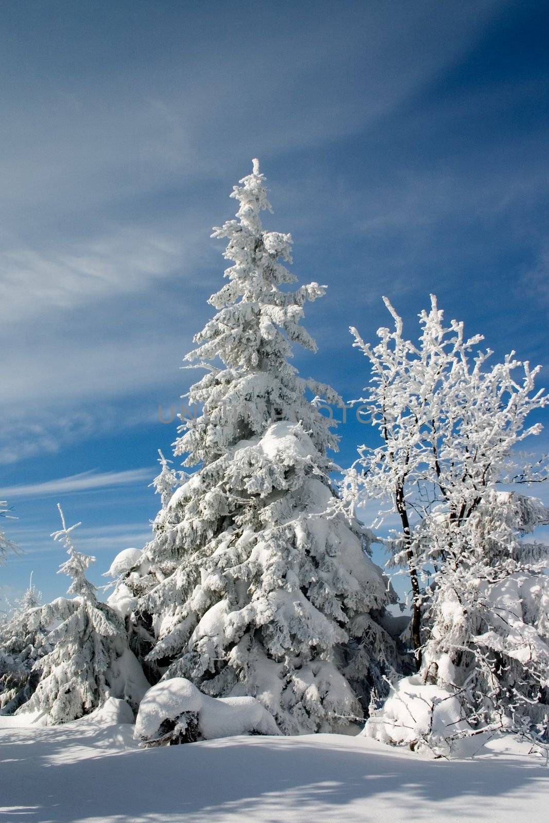 Snow trees in the winter mountains