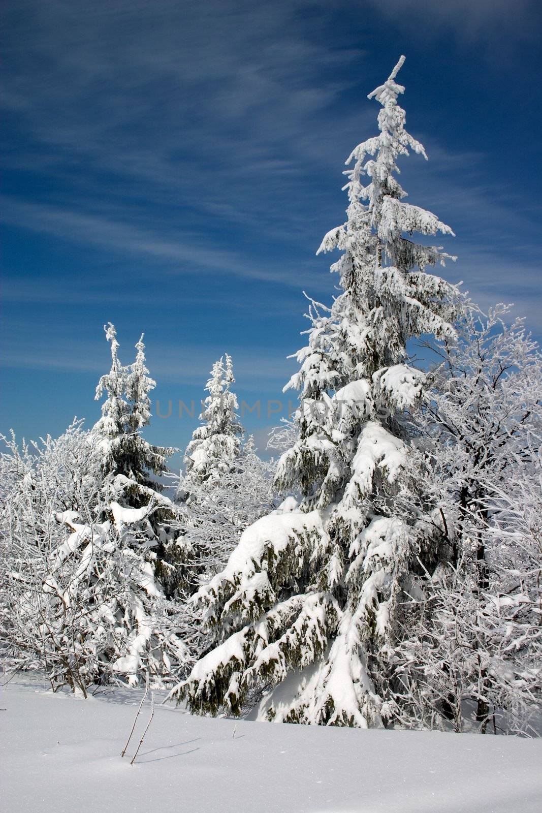 snow covered fir trees by Ukrainian