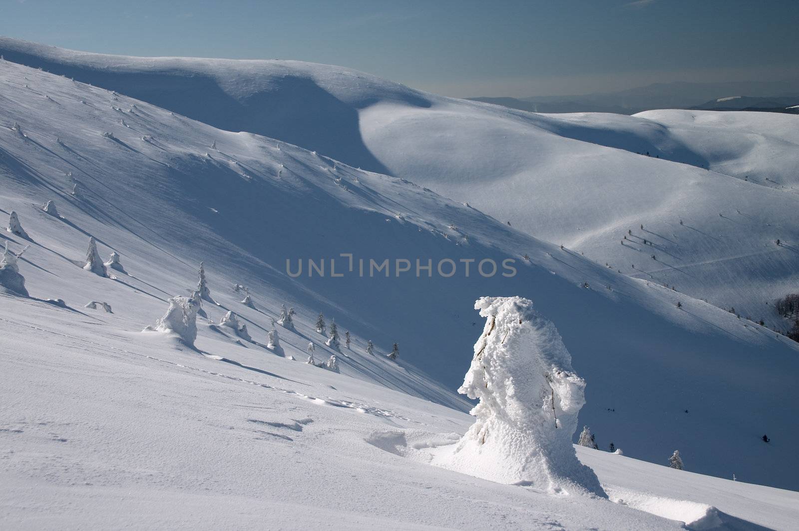 dramatic winter landscape with snow covered trees