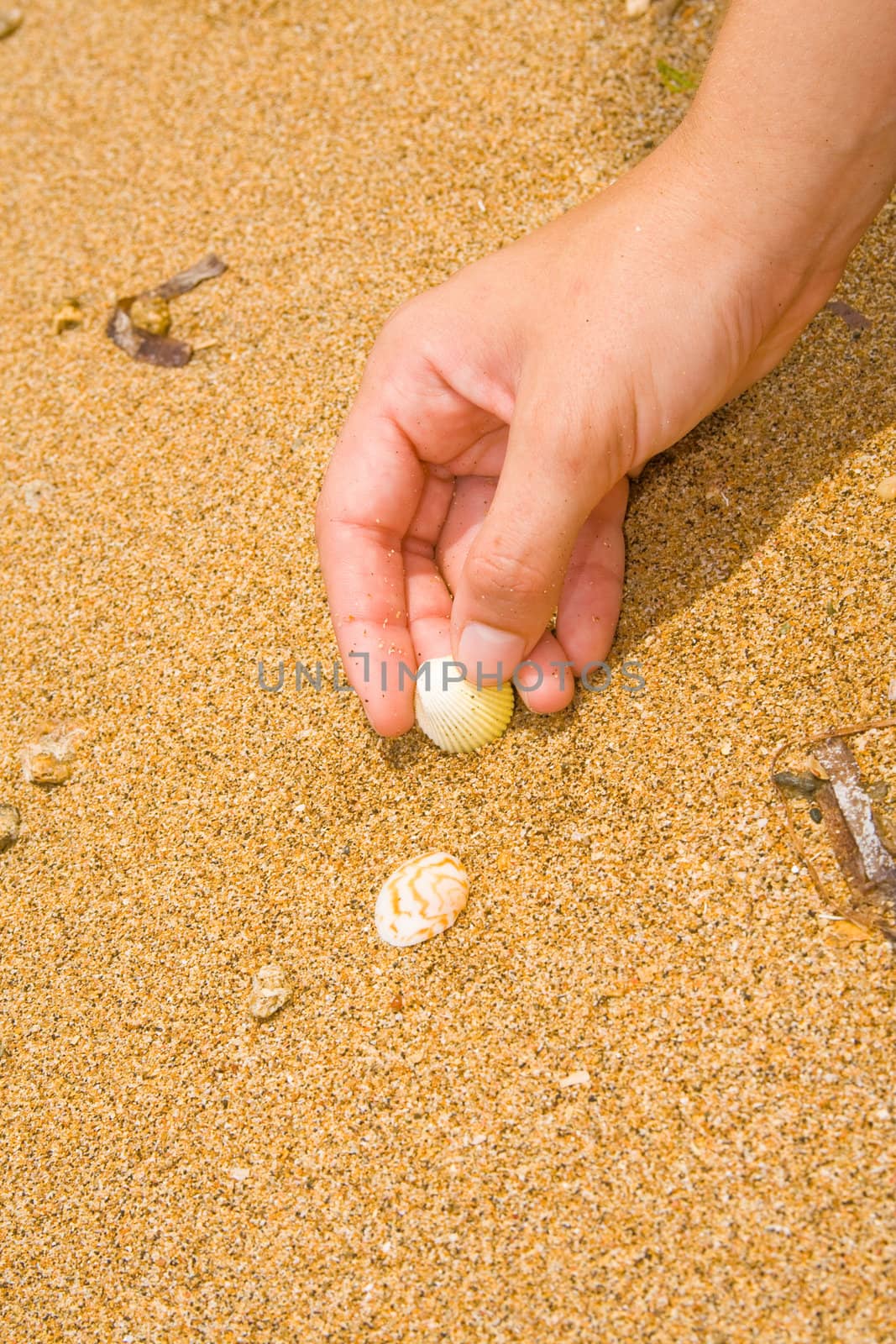 Hand picking up the sea shells in sand.