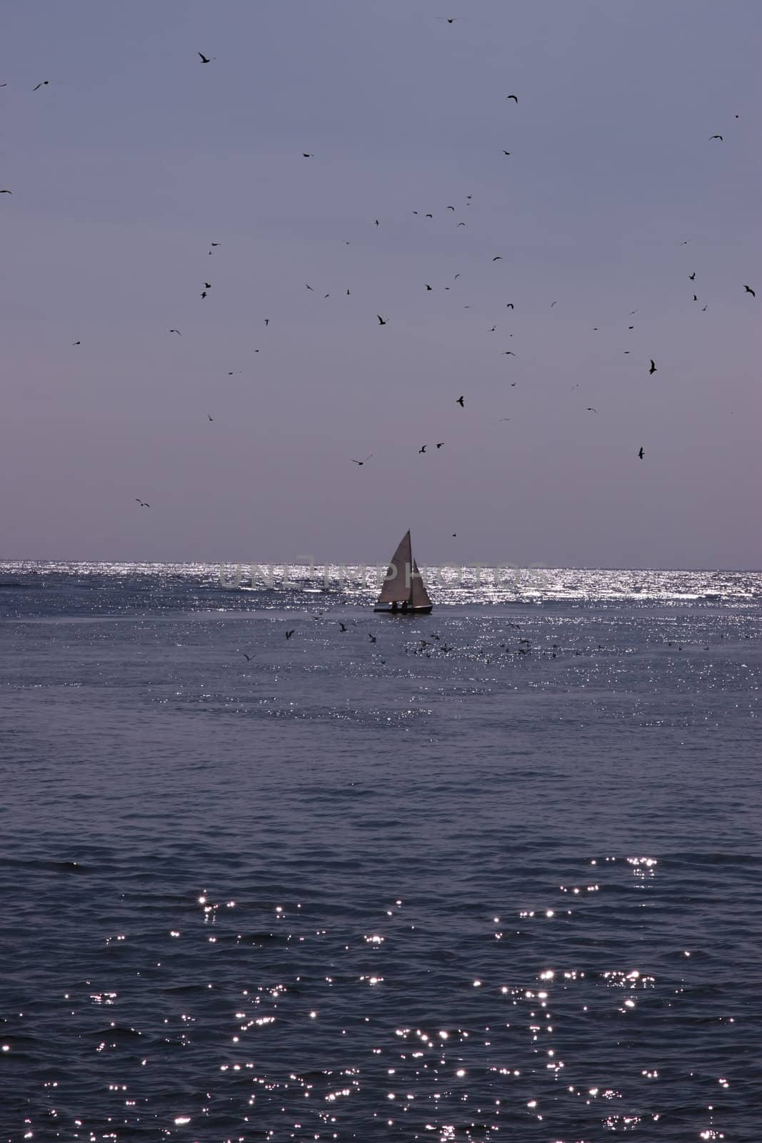 a yacht sailing in youghal bay ireland