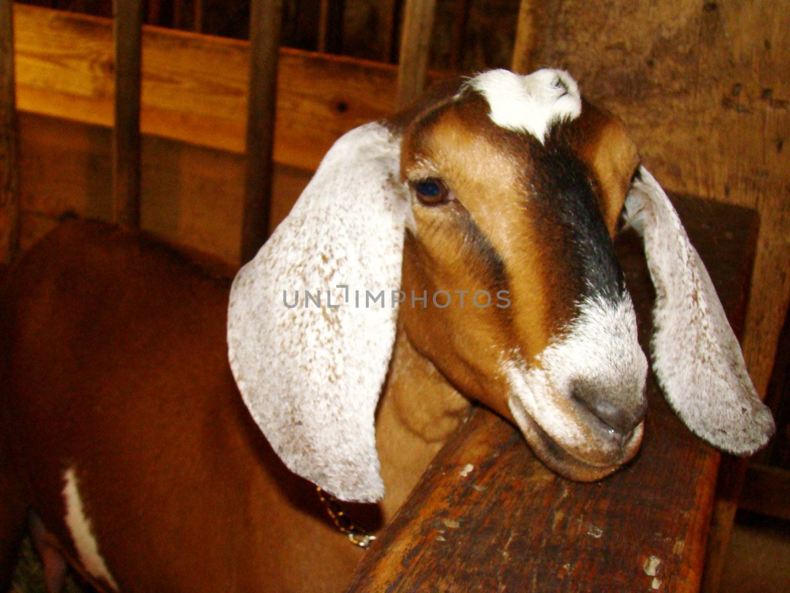 floppy earred goat