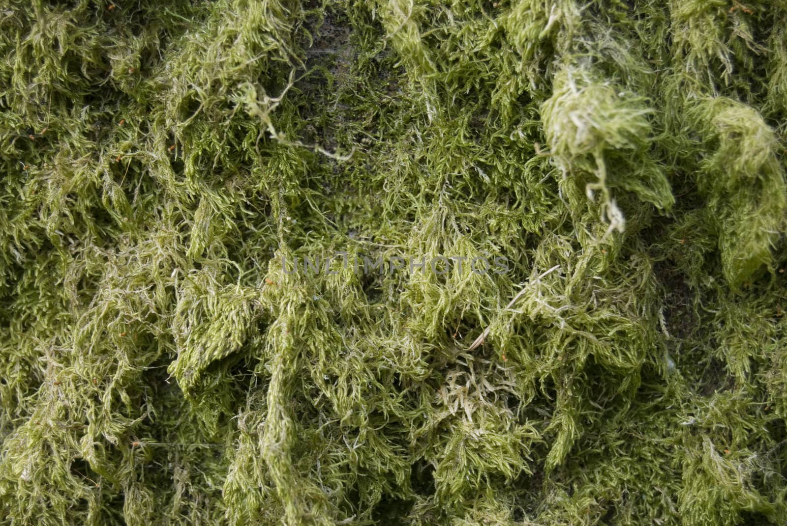 interesting structured moss covering a tree trunk