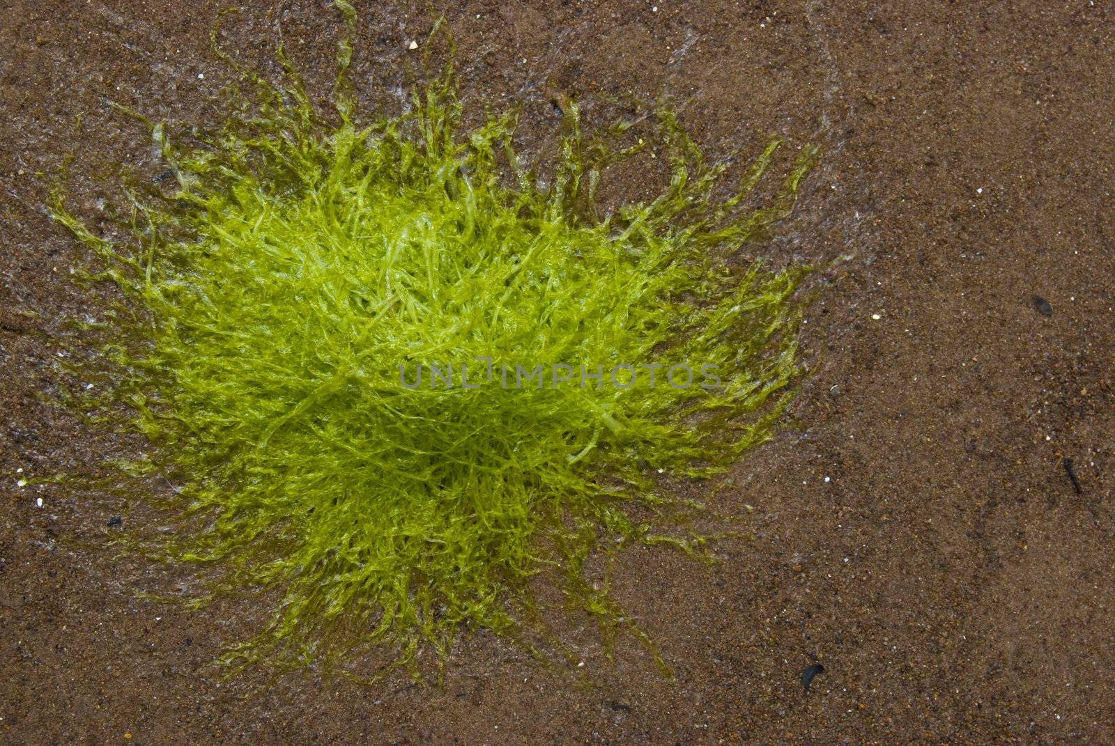 fresh and green algae on a beach