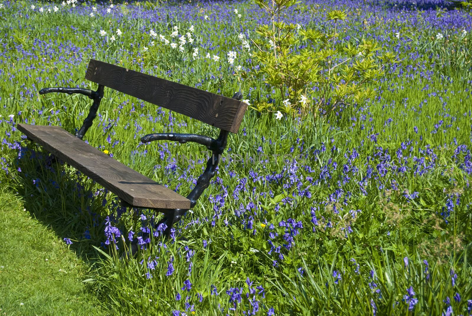 bench in a field of blue bellflowers