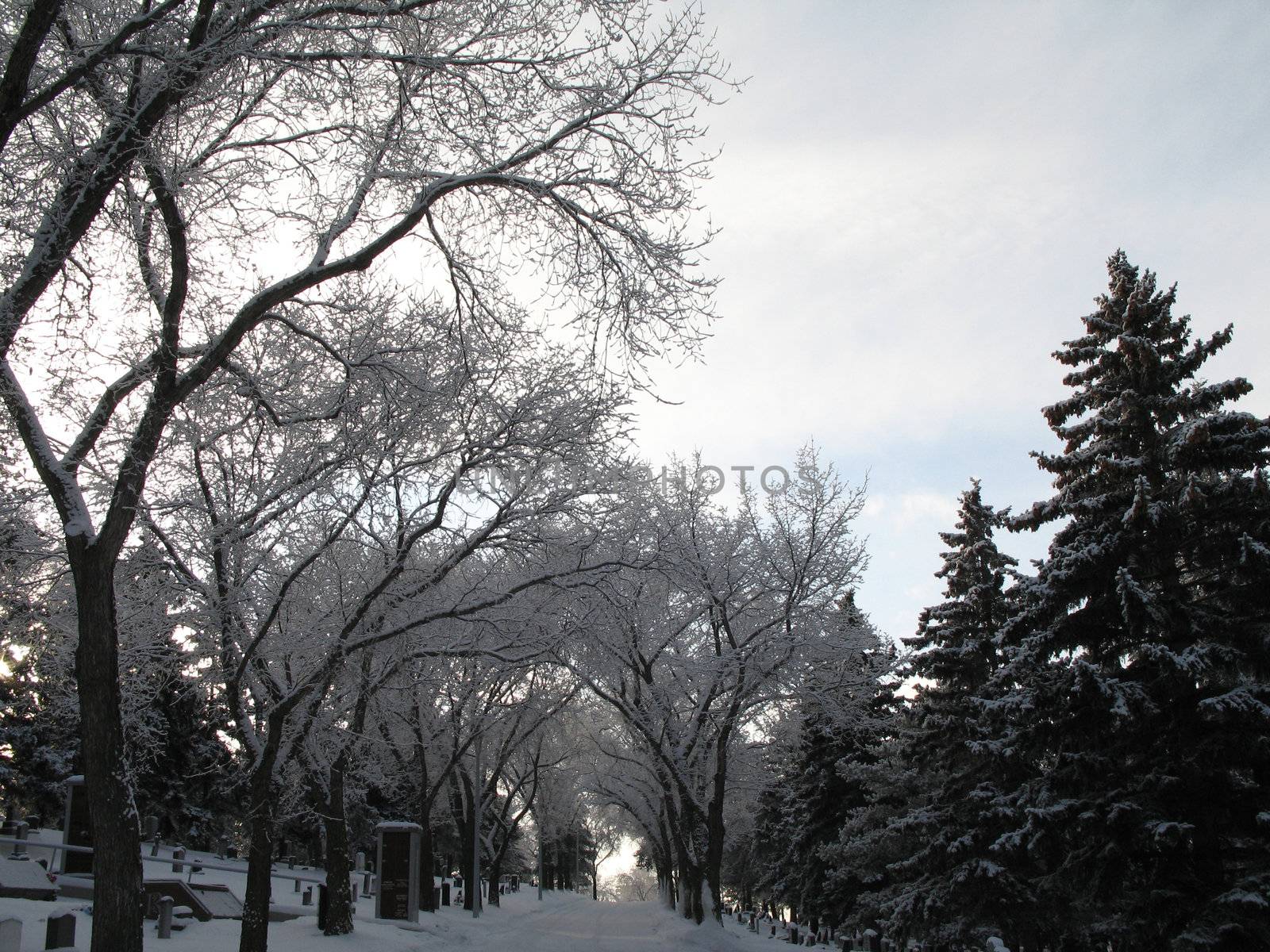 path through a cemetery