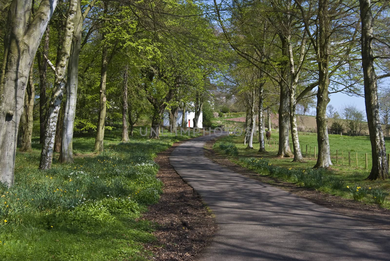 Winding parkway surrounded by trees in spring