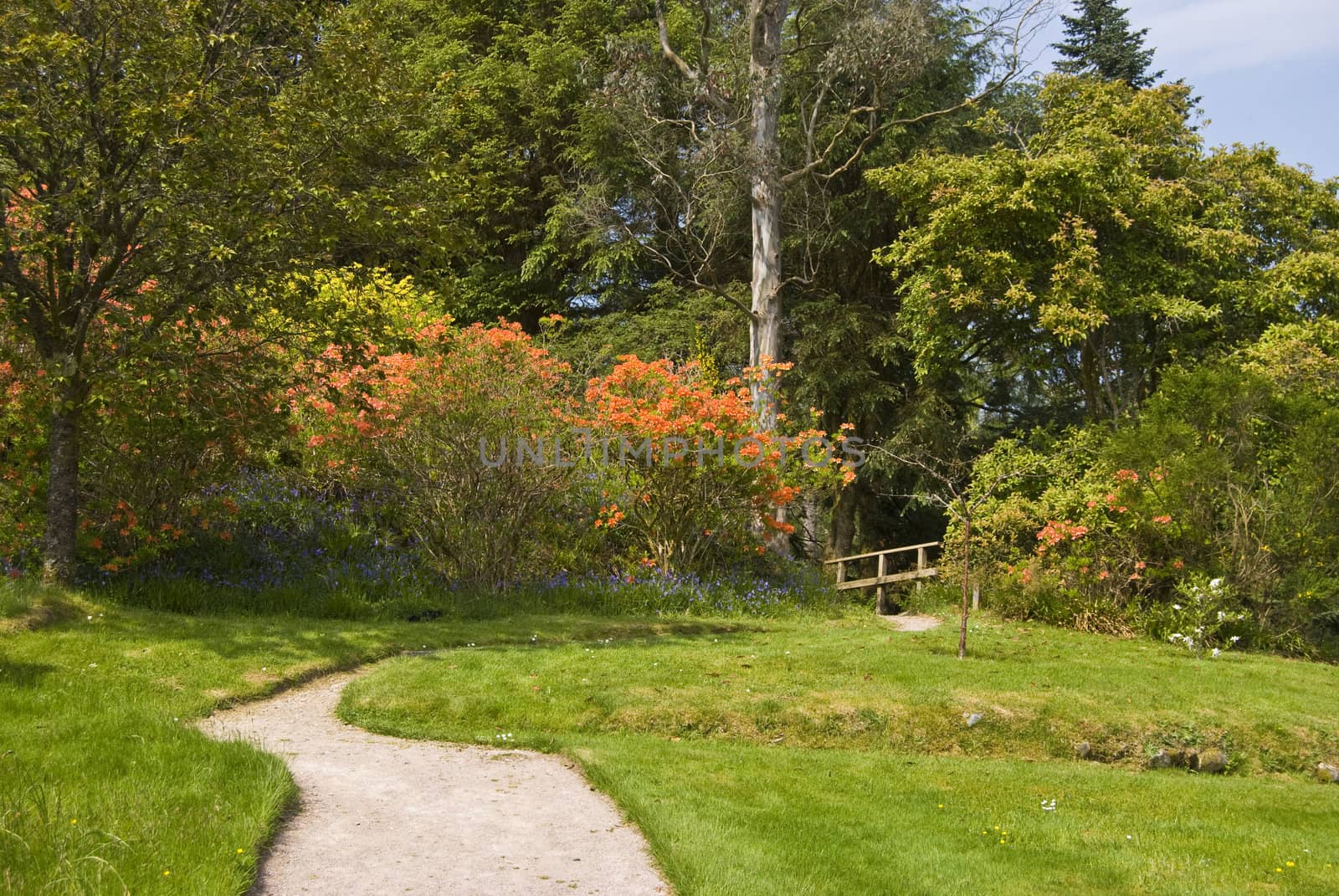 path leading into a beautiful garden on a sunny day