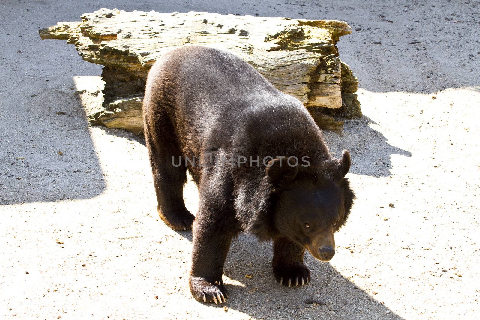 Black bear by FernandoCortes