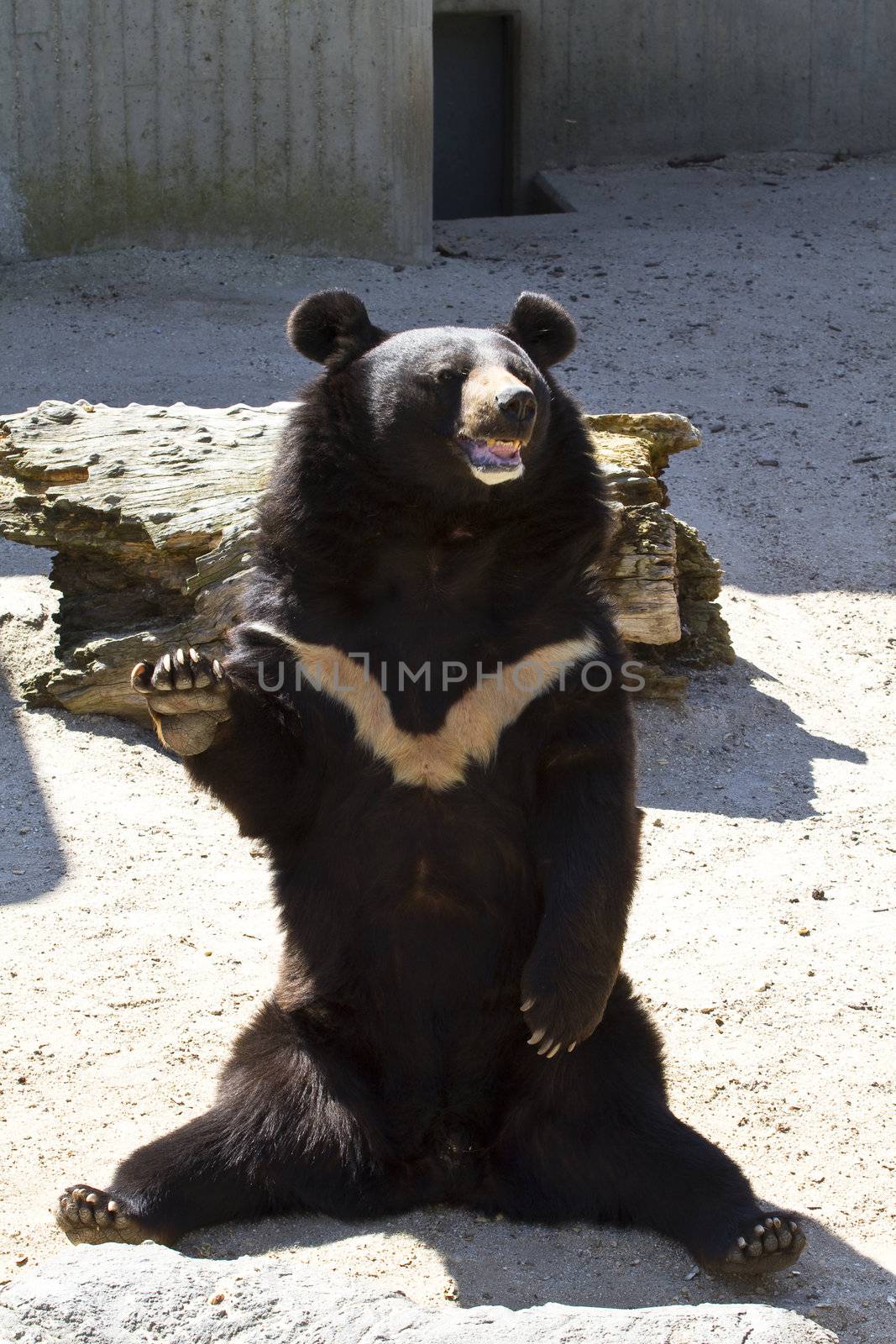 Black bear, salutes by FernandoCortes