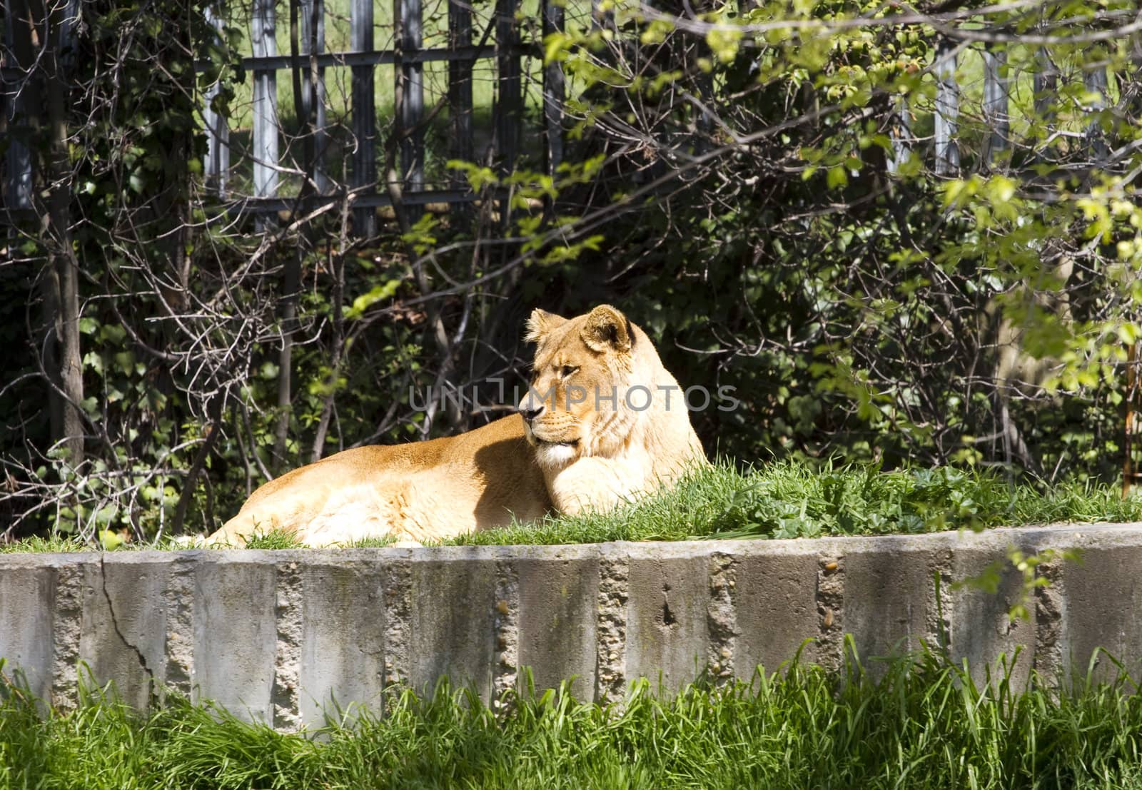 Lion, Panthera leo by FernandoCortes