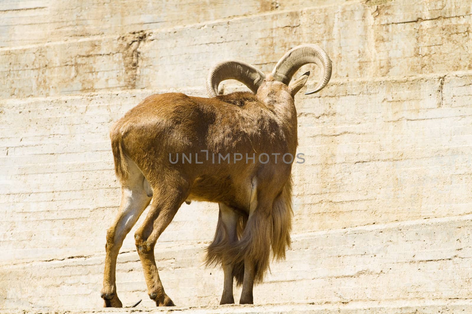 Spanish ibex by FernandoCortes