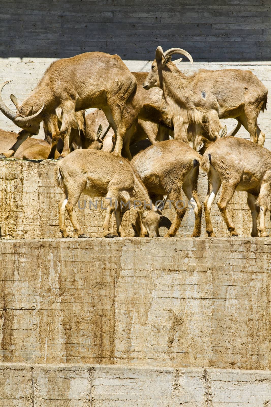 Spanish ibex, group by FernandoCortes
