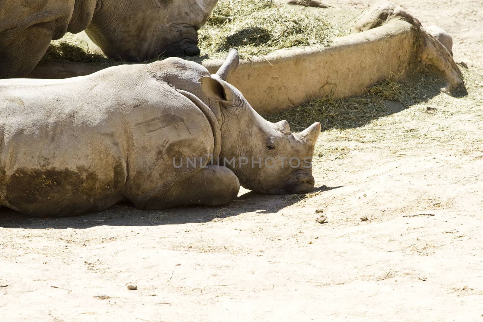 White rhino (Ceratotherium simum) by FernandoCortes