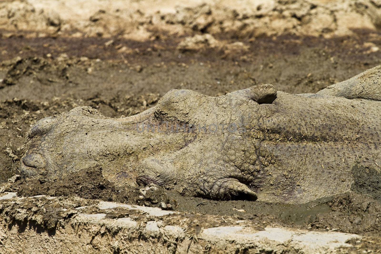 hippo resting in the mud by FernandoCortes