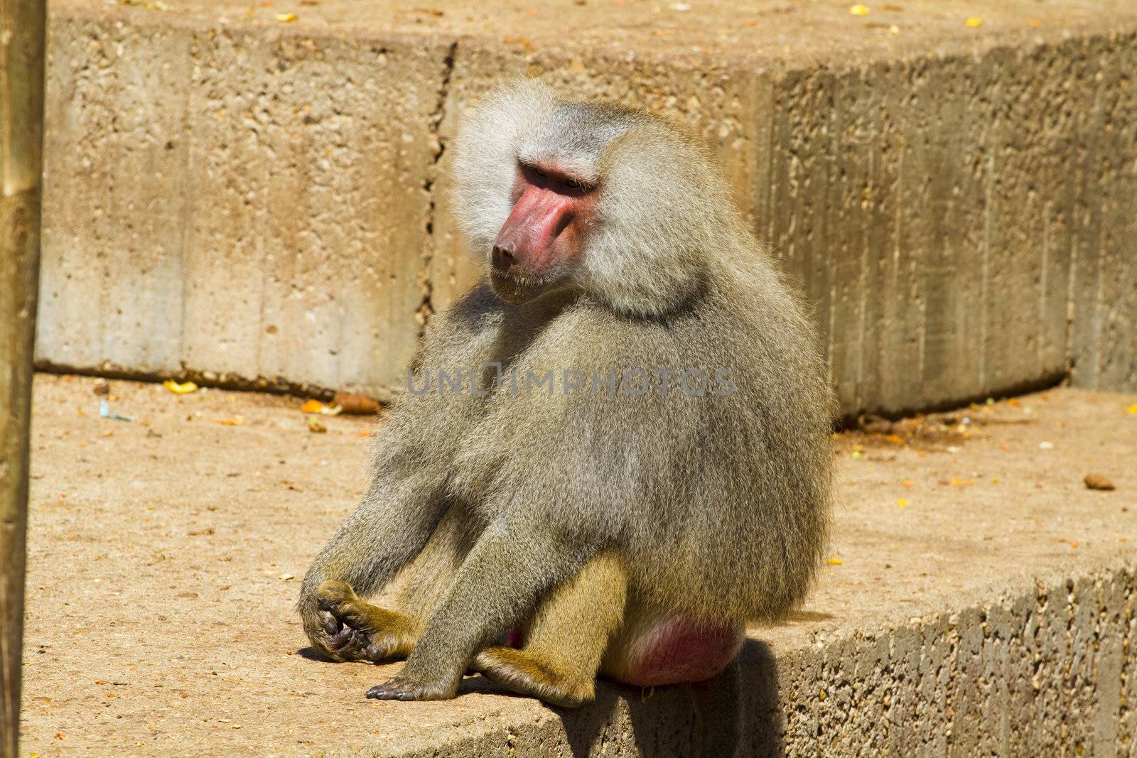 Baboon (Papio hamadryas ursinus), male