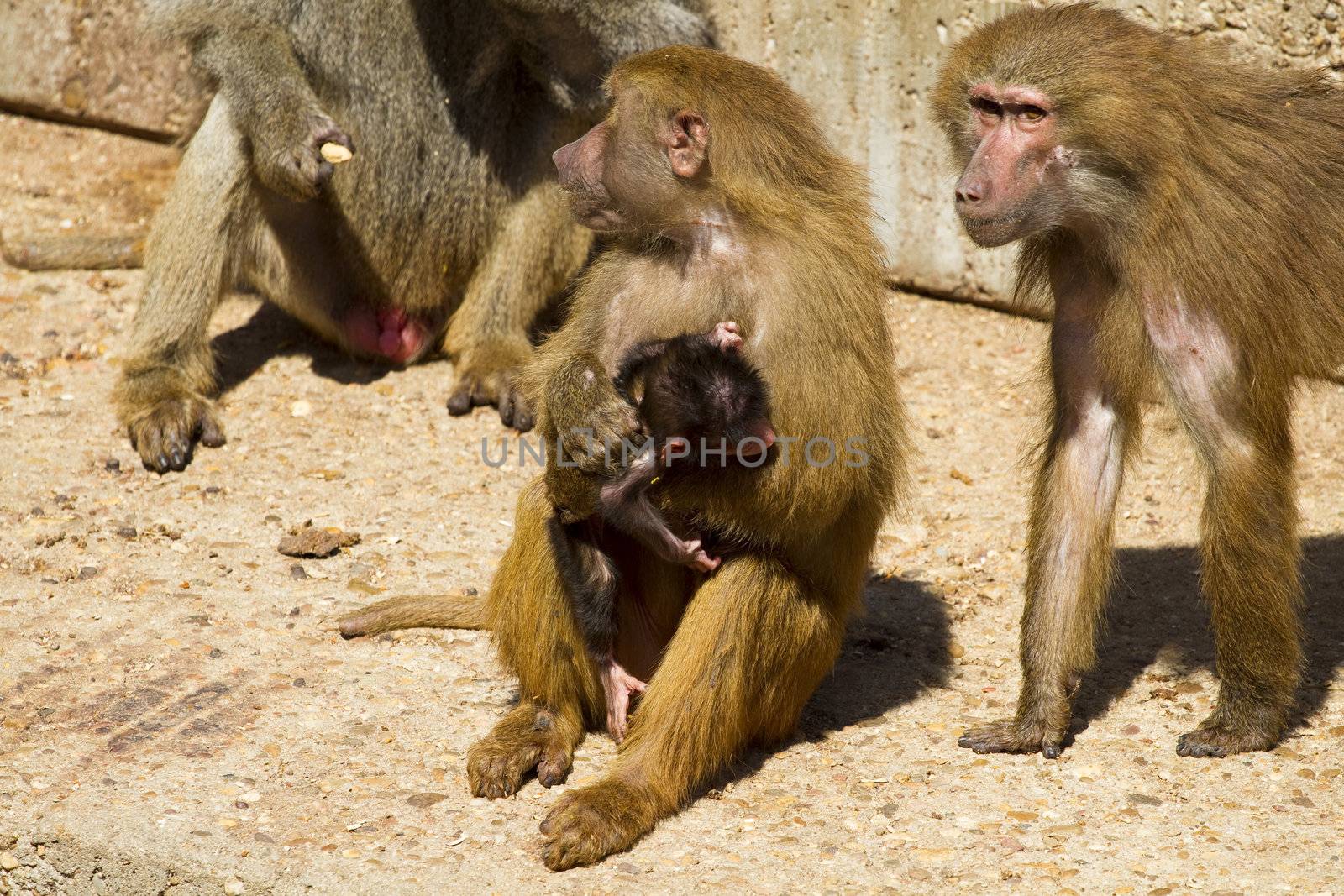 Baboon (Papio hamadryas ursinus),mother with her calf by FernandoCortes