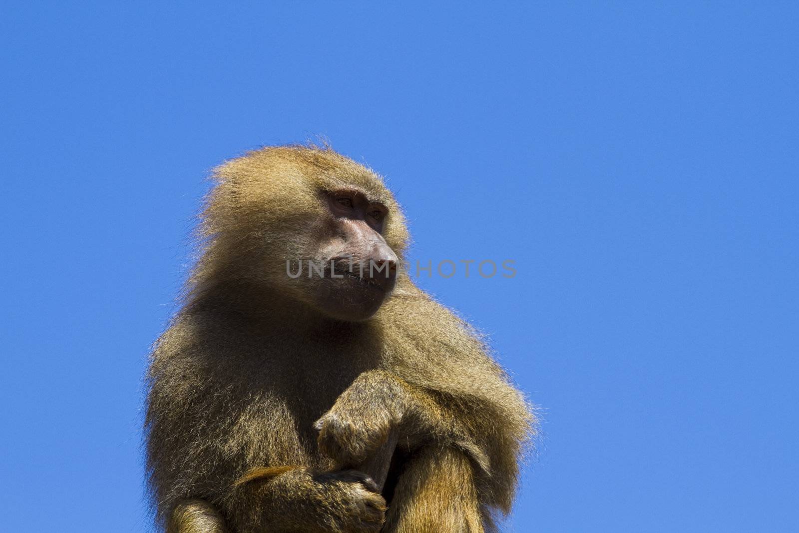 Baboon (Papio hamadryas ursinus) by FernandoCortes