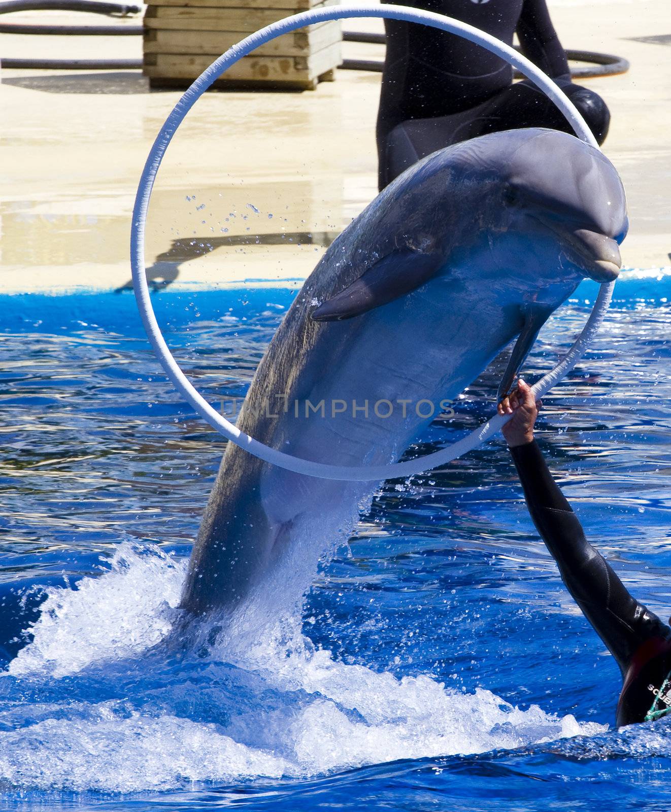 dolphin jump out of the water in pool by FernandoCortes