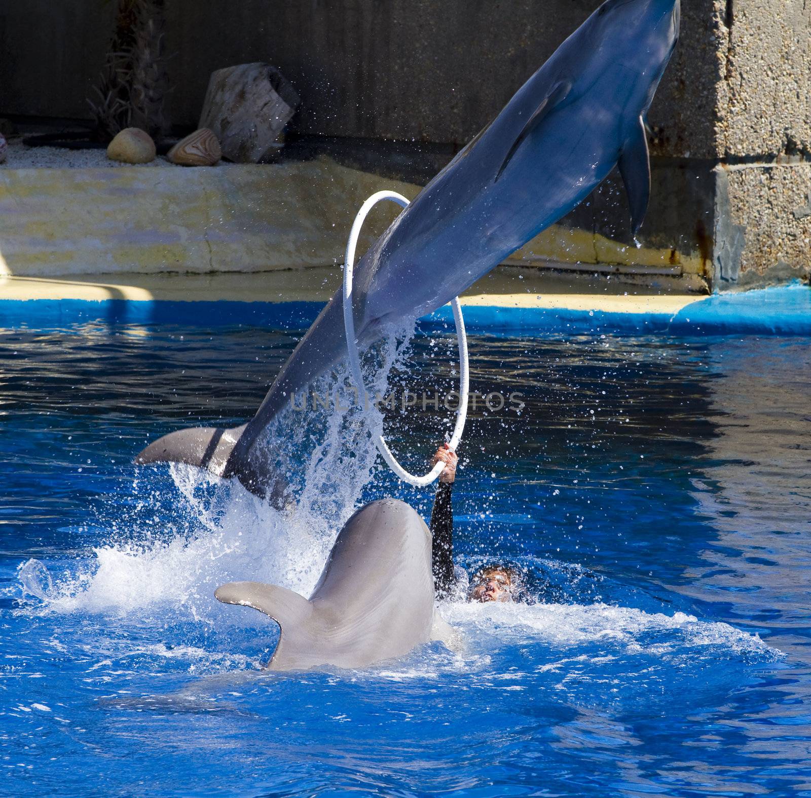 dolphin jump out of the water in sea