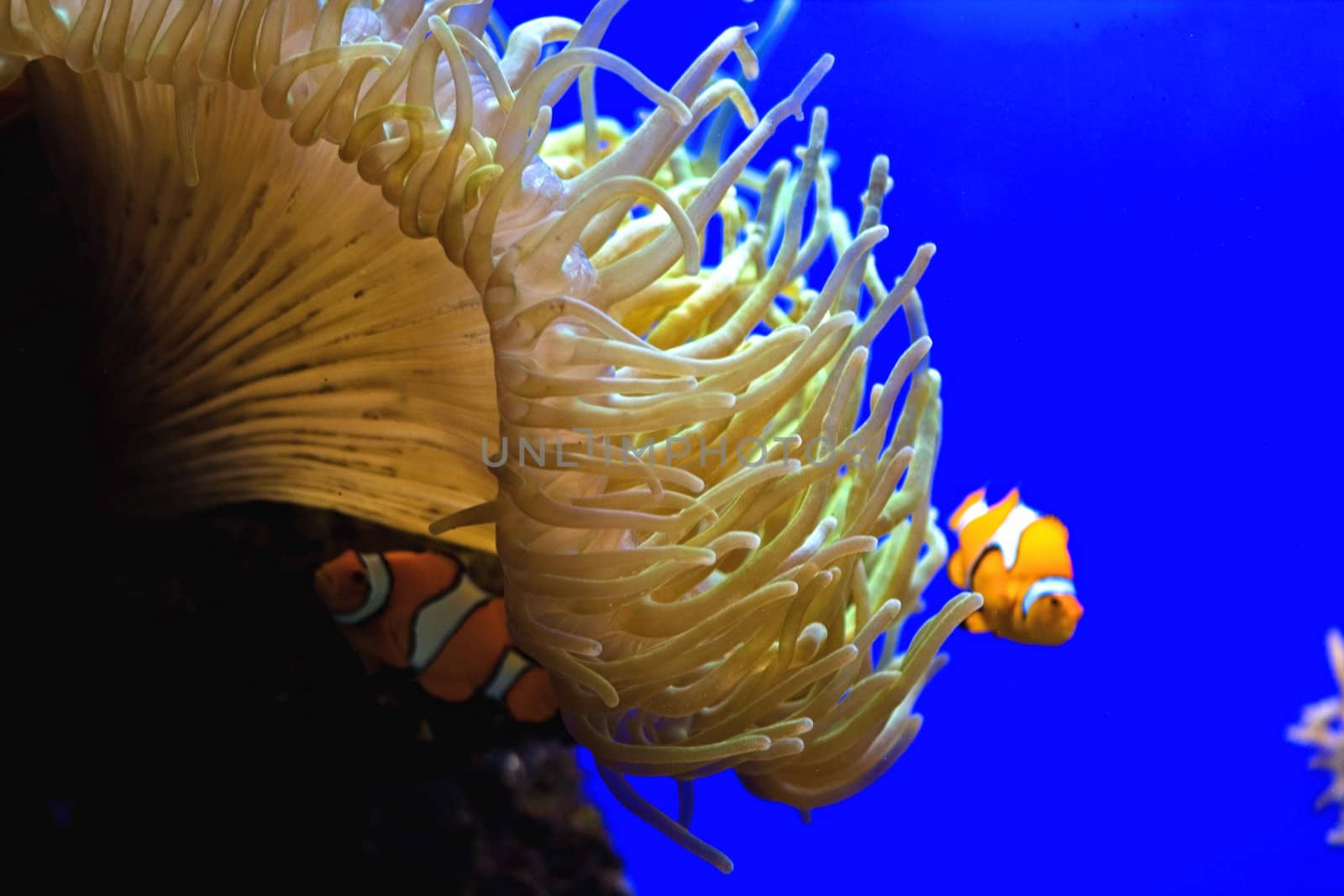A small nemo fish swimming in the aquarium