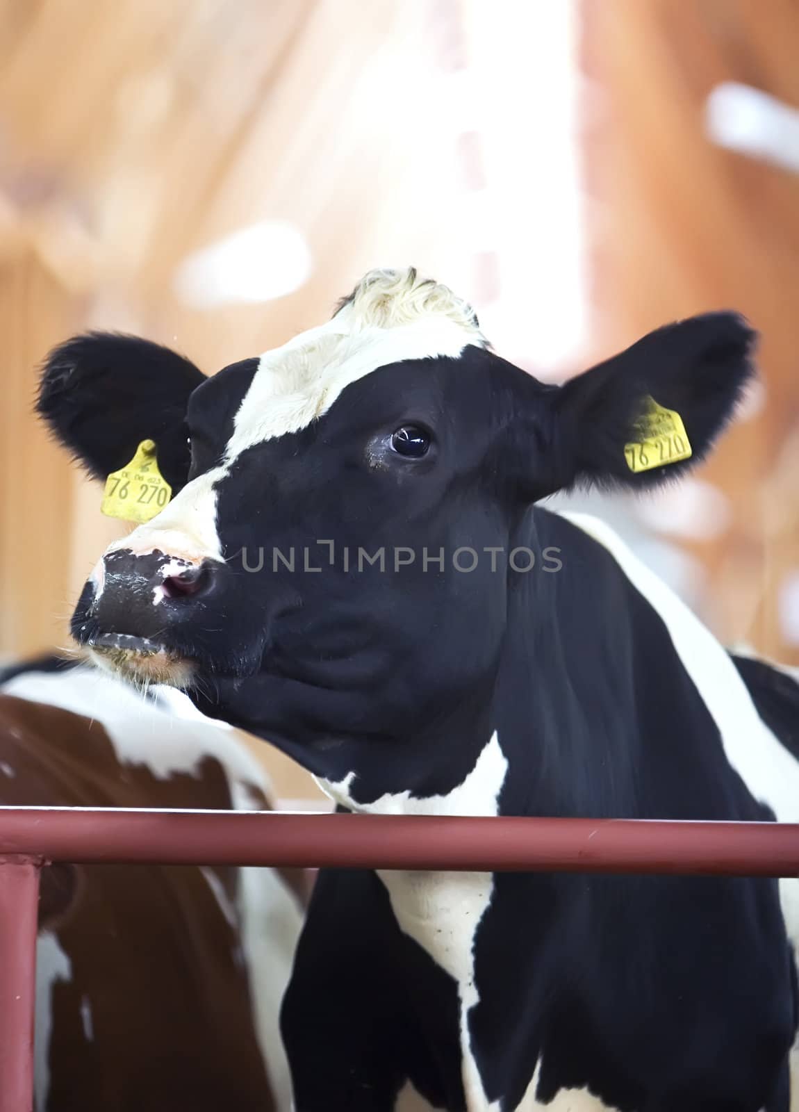 Black and white cow leaning over the metal fence
