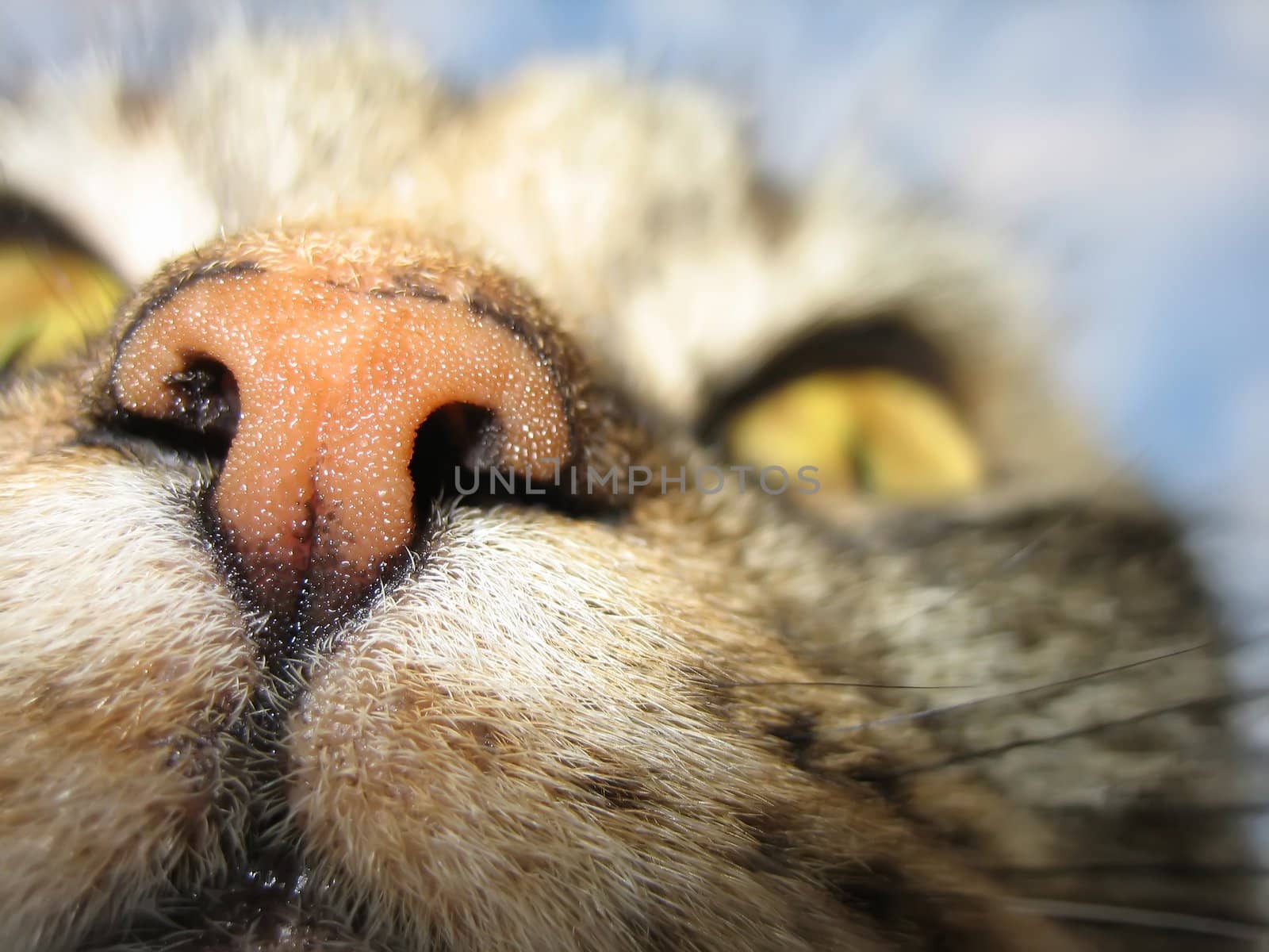 Cat's nose like a small mushroom